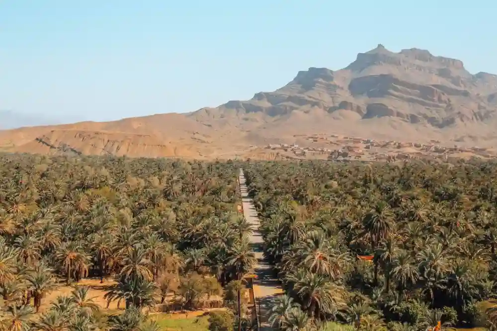 Draa Valley palm oasis during a 4-day Agadir desert tour to Merzouga