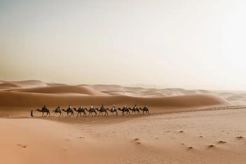 Camel caravan crossing the Sahara dunes on a custom Morocco desert tour